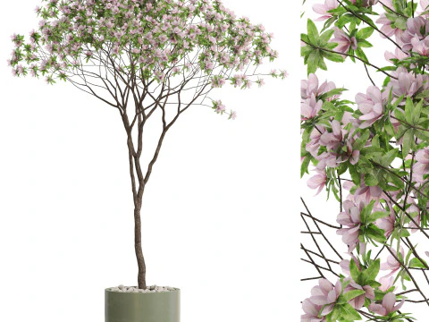 Plantencollectie 656 3D Model