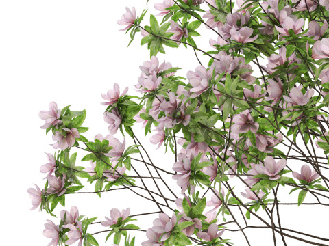 Plants collection 656 3D मॉडल
