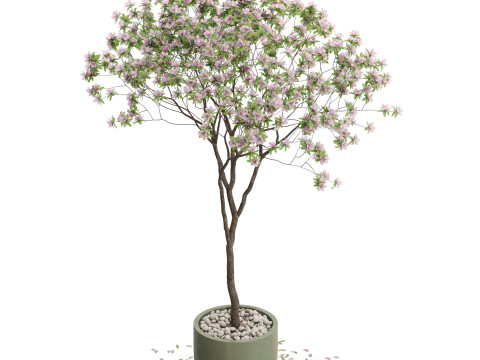 Plants collection 656 3D मॉडल