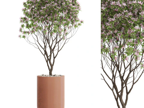 Plantencollectie 657 3D Model