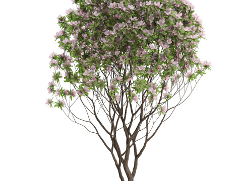 Plants collection 657 Modello 3D