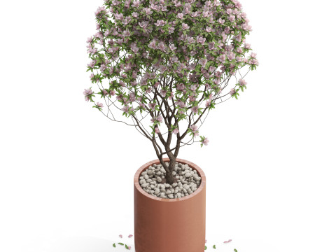 Plants collection 657 Modello 3D