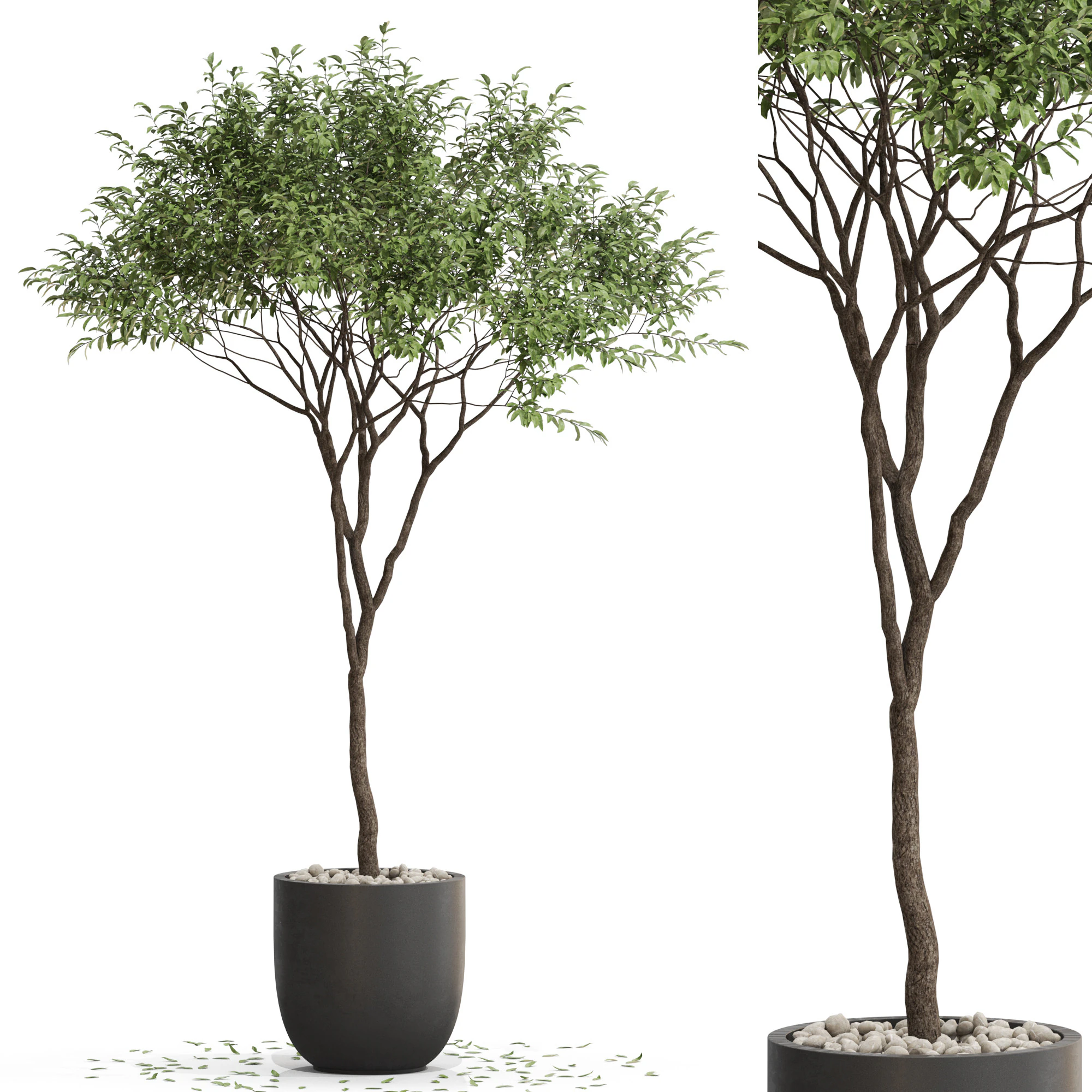 Plants collection 658 3D Model .c4d .max .obj .3ds .fbx .stl .blend