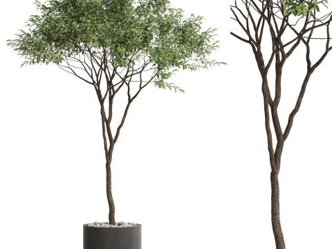 Plantencollectie 658 3D Model