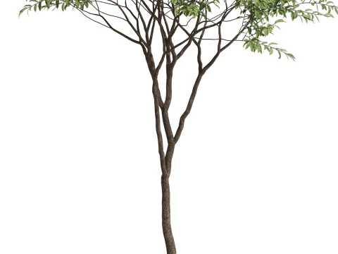 Plants collection 658 3D Model