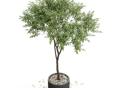 Plants collection 658 3D Model