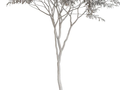 Plants collection 658 3D Model