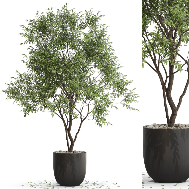 Plants collection 659 3D मॉडल .c4d .max .obj .3ds .fbx .stl .blend 