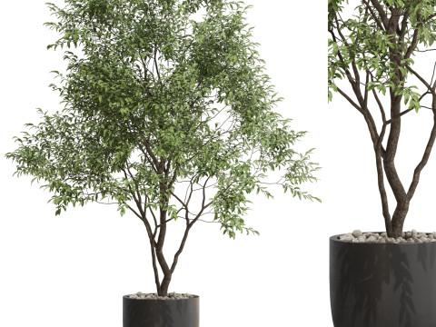 Plants collection 659 3D Model