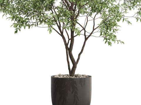 Plants collection 659 3D मॉडल