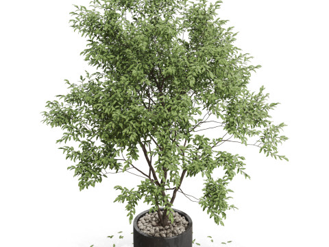 Plants collection 659 3D मॉडल