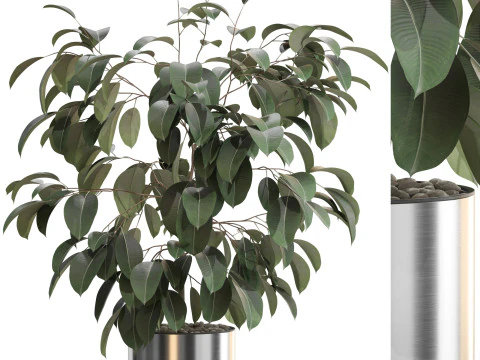 Koleksi tanaman 660 Model 3D