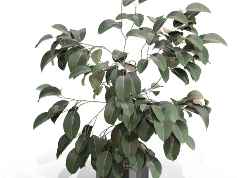 植物コレクション 660 3Dモデル