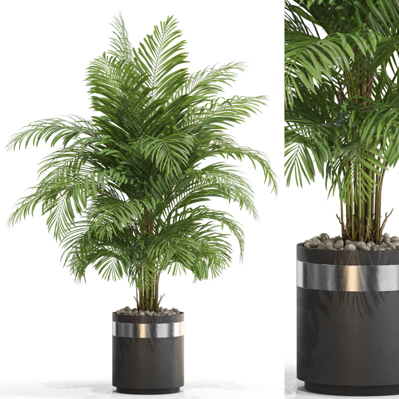 Plants collection 661 Modèle 3D .c4d .max .obj .3ds .fbx .stl .blend 