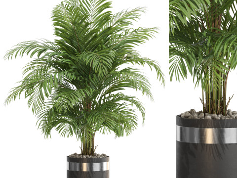 Plants collection 661 3D Model