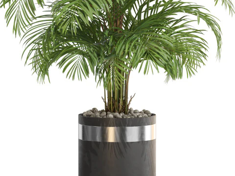 Plants collection 661 3D Model