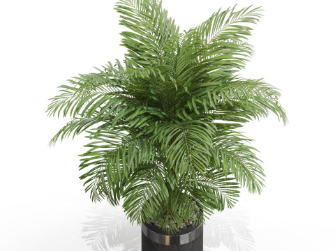 Plants collection 661 Modèle 3D