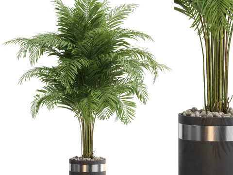 Plants collection 662 3Dモデル