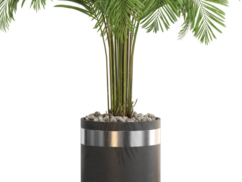 Plants collection 662 3Dモデル