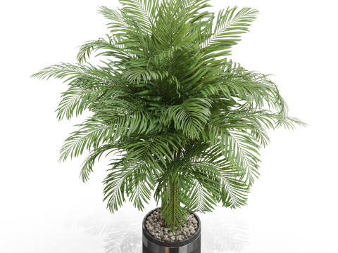 Plants collection 662 3Dモデル