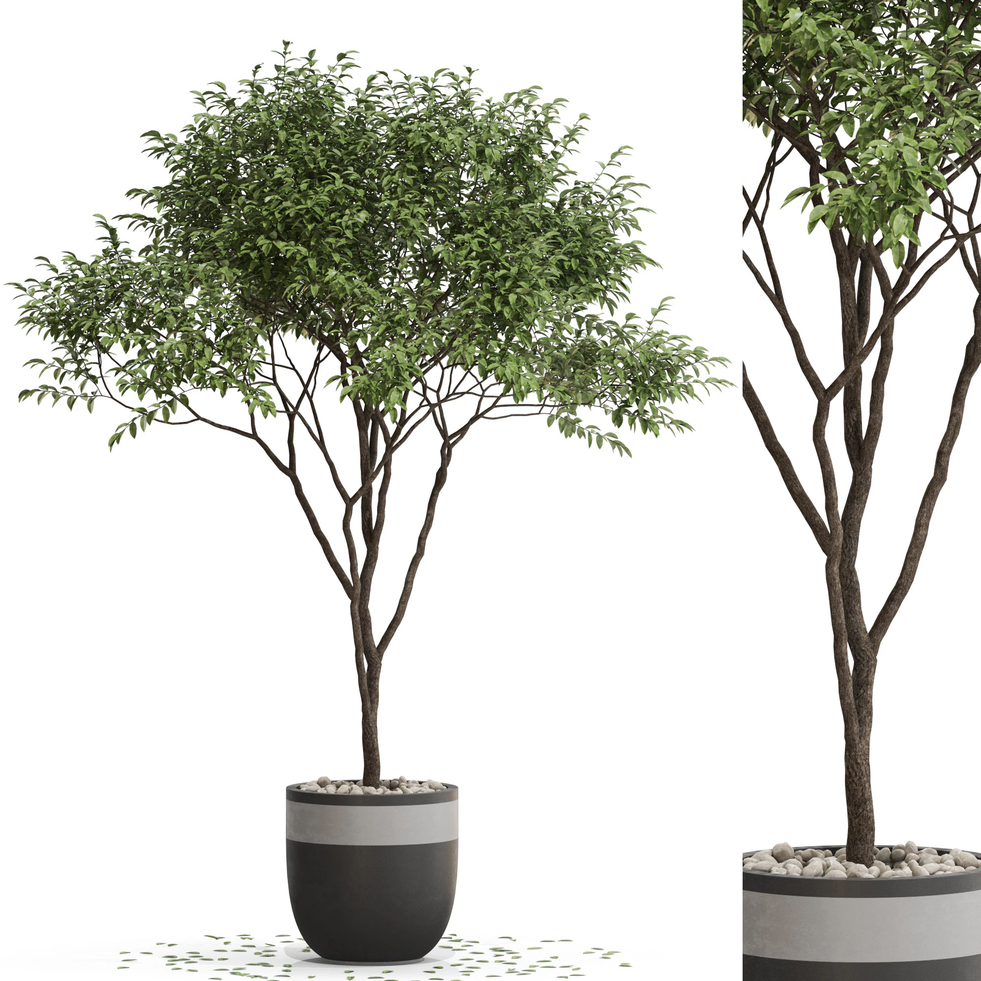 Plants collection 663 3D Model .c4d .max .obj .3ds .fbx .stl .blend 