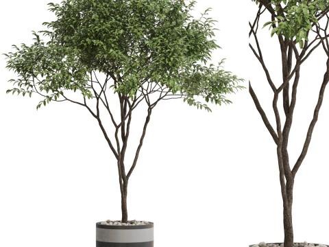 Collezione piante 663 Modello 3D