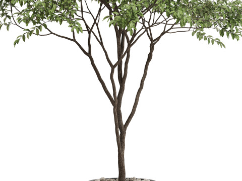 Plants collection 663 3Dモデル