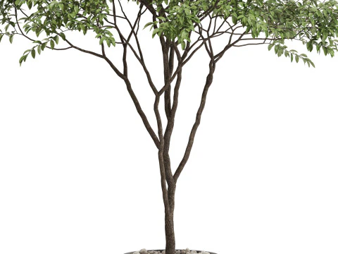 Plants collection 663 3D Model