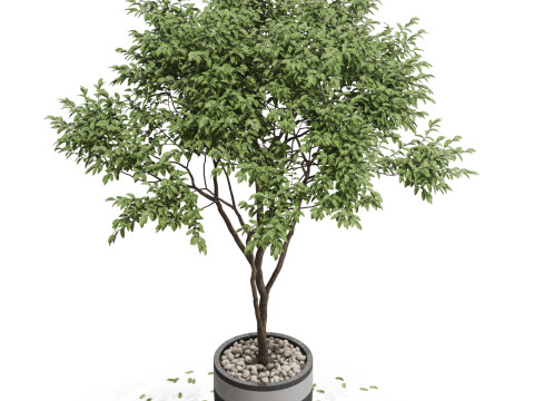Plants collection 663 3Dモデル