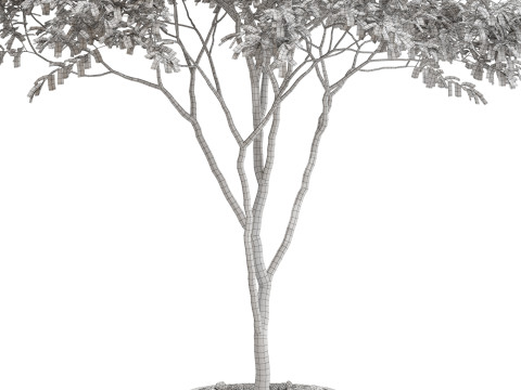 Plants collection 663 3Dモデル