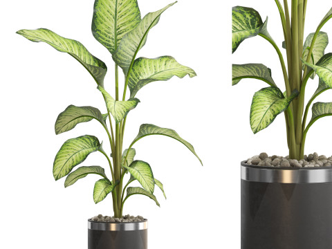 Plants collection 664 Modèle 3D