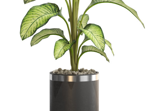 Plants collection 664 Model 3D