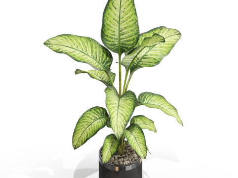 Plants collection 664 Model 3D