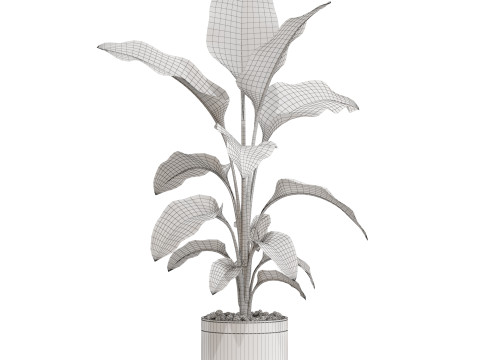 Plants collection 664 Model 3D