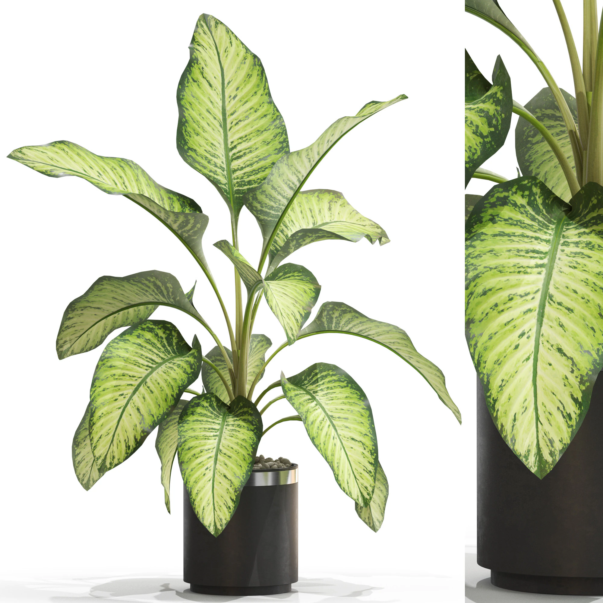 Plants collection 665 3D Model .c4d .max .obj .3ds .fbx .stl .blend 