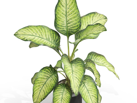 Plants collection 665 3Dモデル