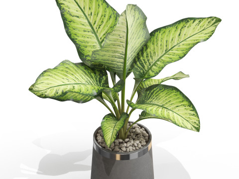 Plants collection 666 3D 模型