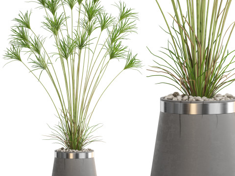 Plants collection 667 Modèle 3D