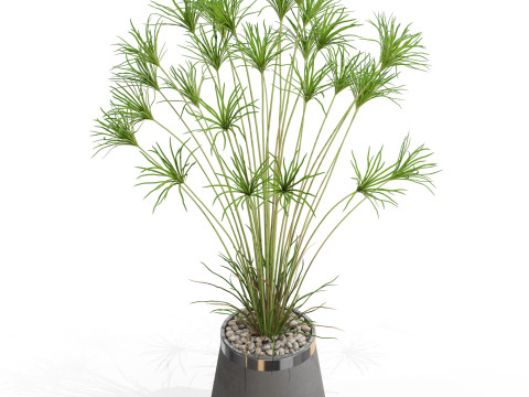 Plants collection 667 Model 3D