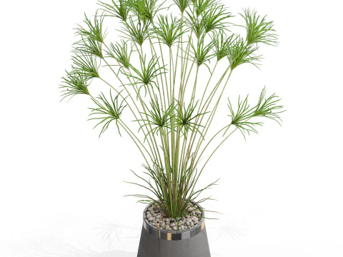 植物收藏 667 3D 模型