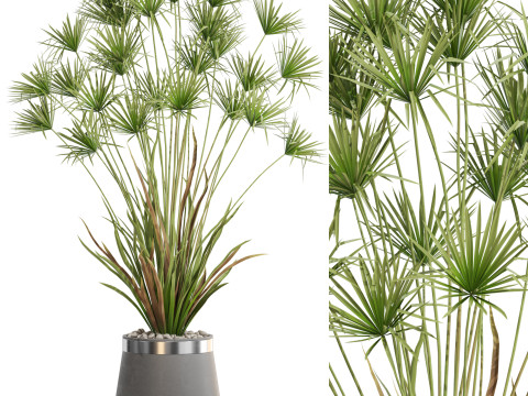 Plants collection 668 3D Model