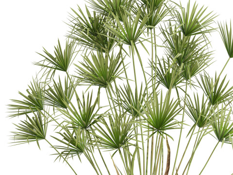Plants collection 668 Model 3D