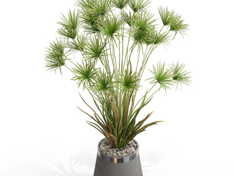 Plants collection 668 Model 3D