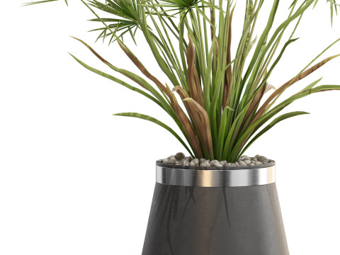 Plants collection 669 Model 3D