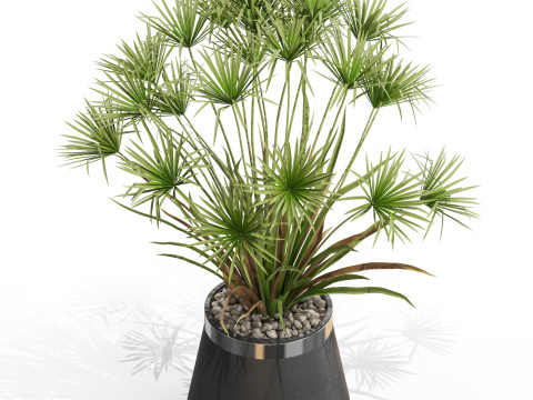 Plants collection 669 Model 3D