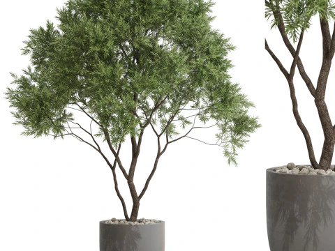 Plantencollectie 670 3D Model