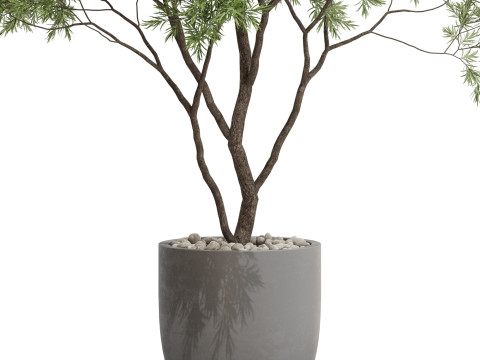 Plants collection 670 3D-Modell
