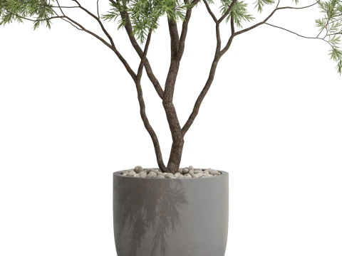 Plants collection 670 3D Model