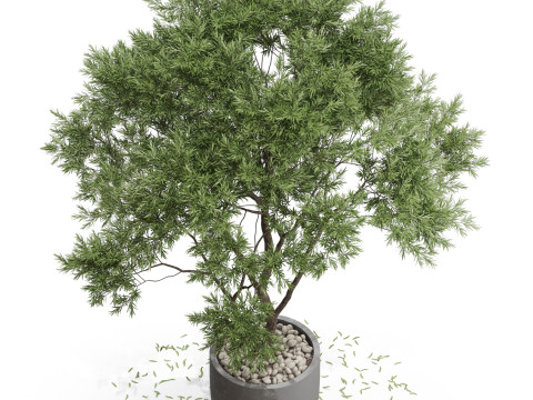 Plants collection 670 3D-Modell
