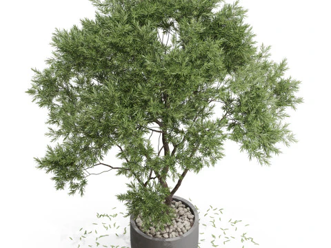 Plants collection 670 3D Model